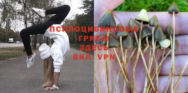 PSILOCYBIN Горно-Алтайск